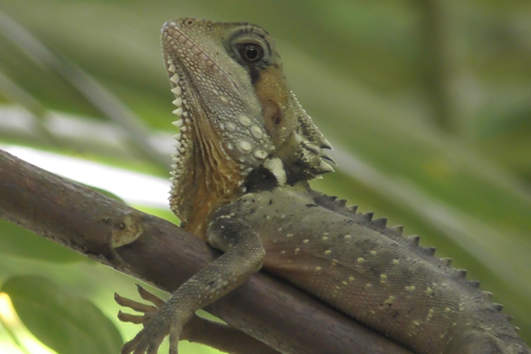 river cruises daintree