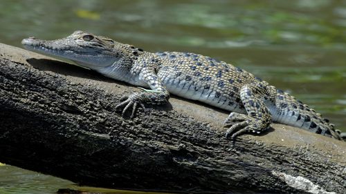 daintree river cruises